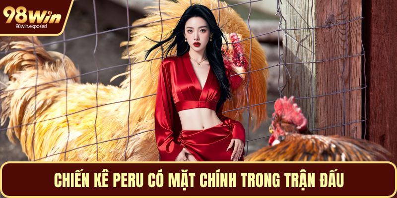 Chiến kê Peru có mặt chính trong trận đấu